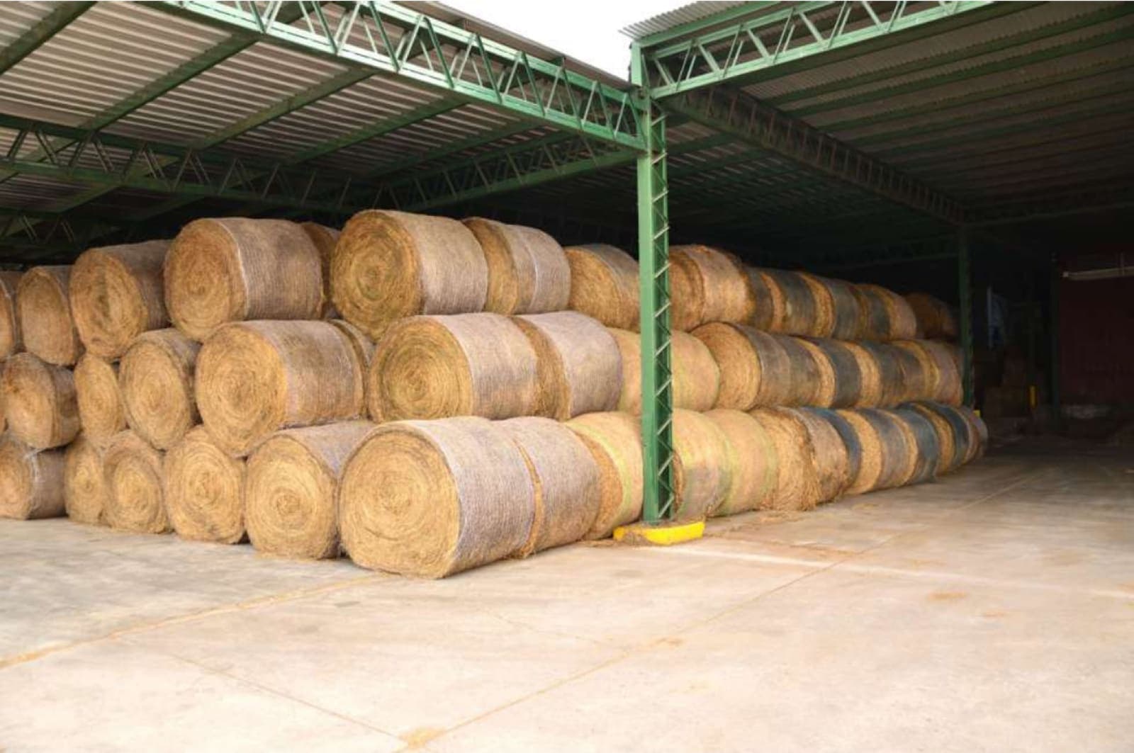 Round alfalfa bales stored under cover