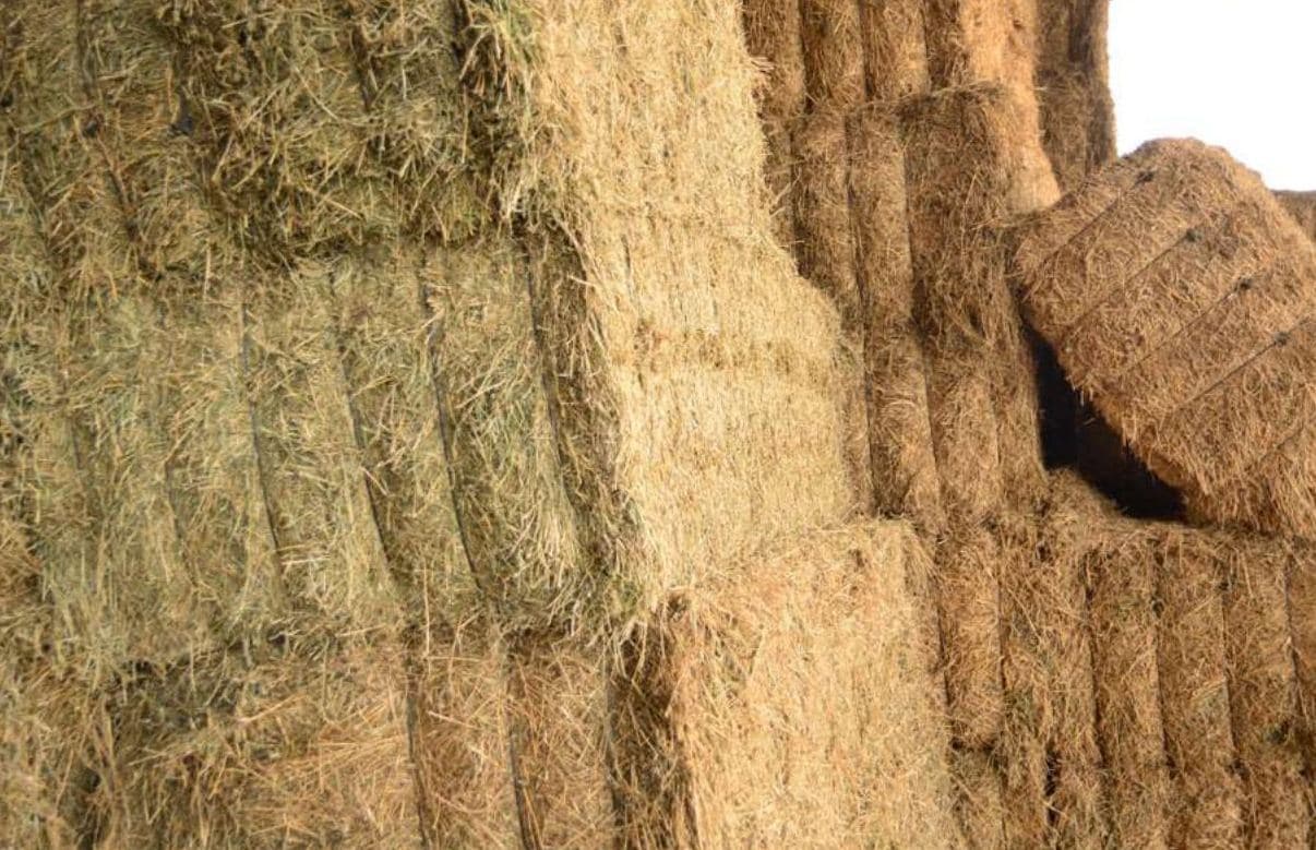 Alfalfa bales prepared for supply