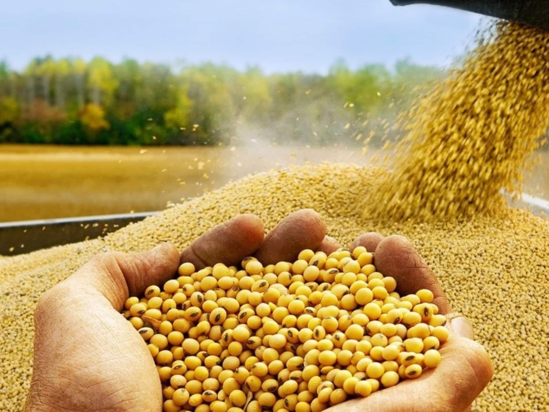 Seeds and crops marketed by HT Semillas