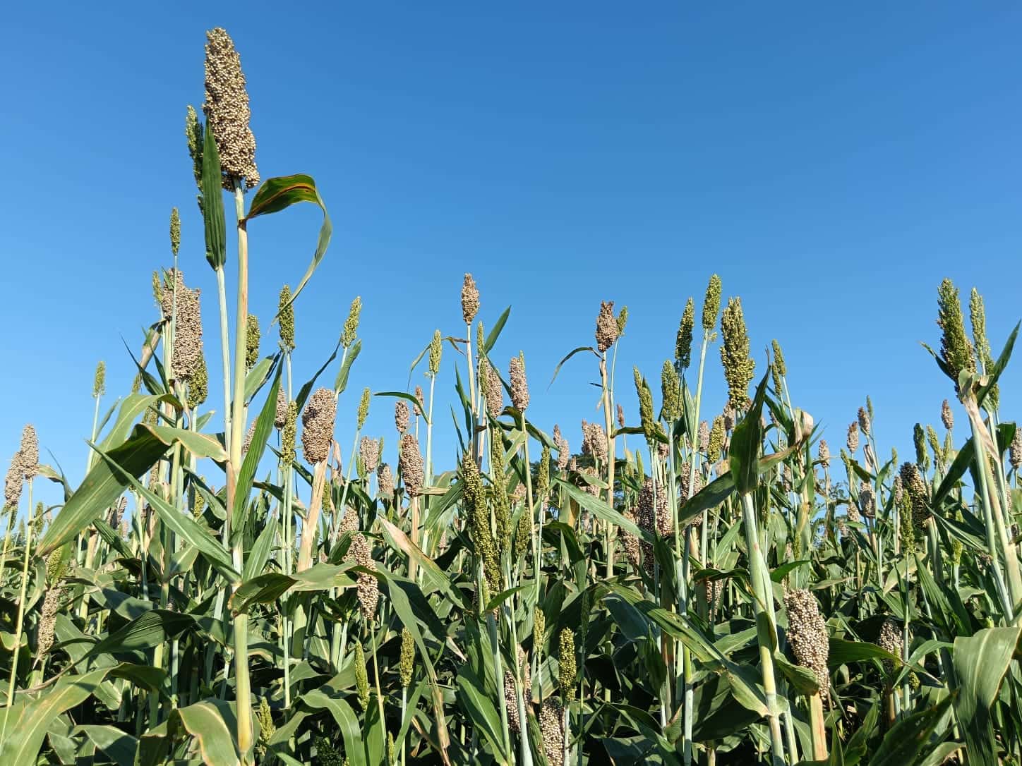 Sorghum crop representing HT Semillas solutions
